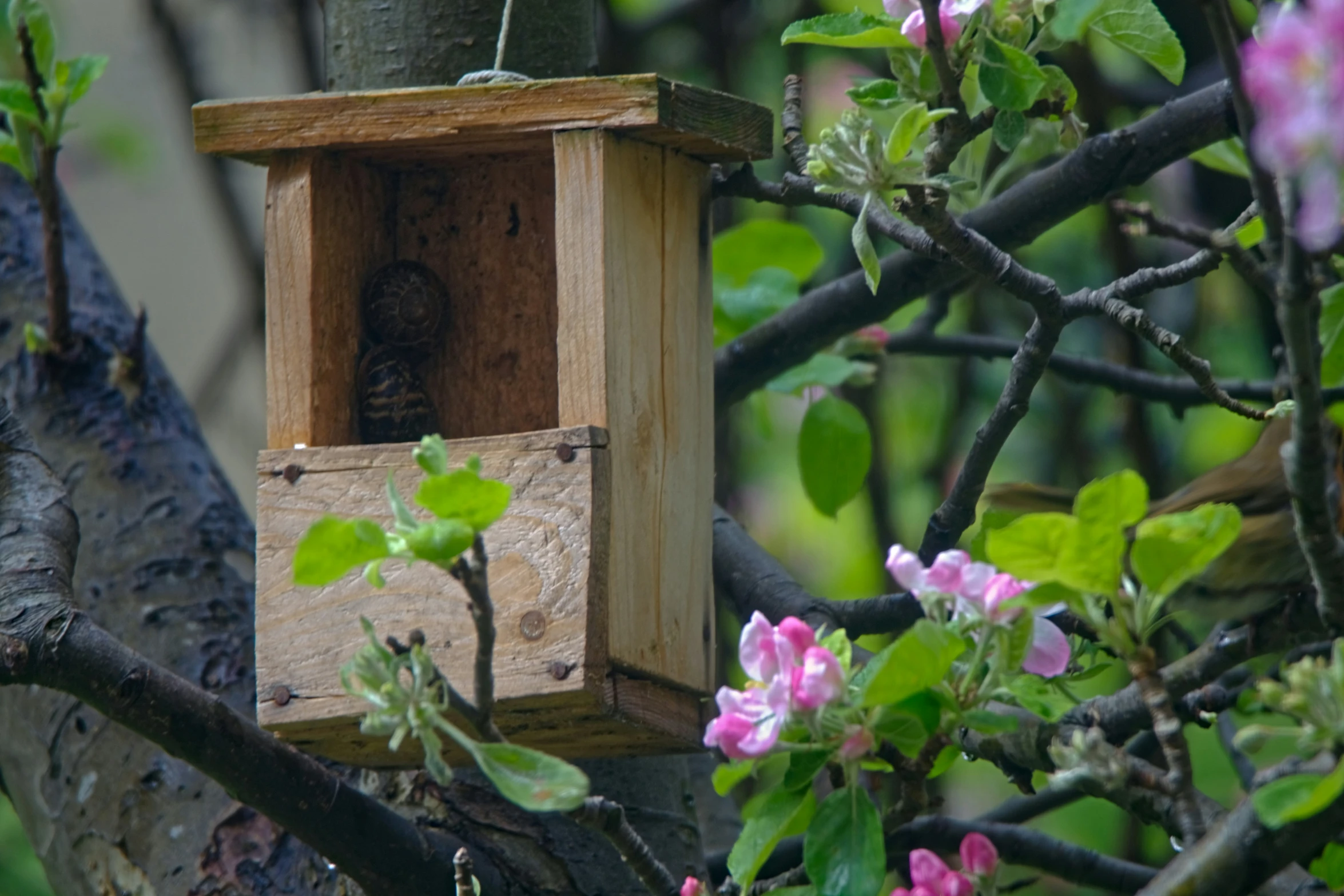 a wooden box sits in a tree, next to nches