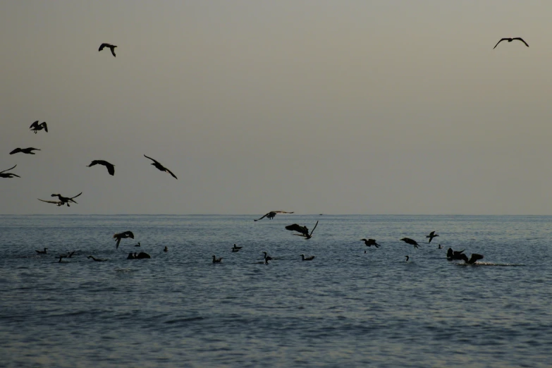 birds flying over the ocean with waves coming