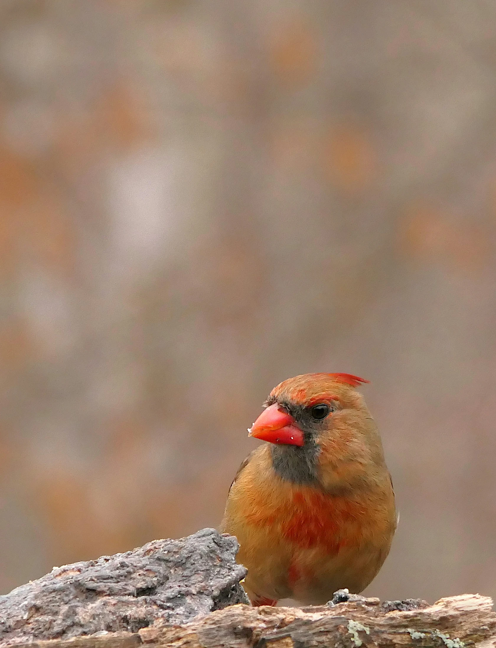 red and black bird perched on nch in natural environment