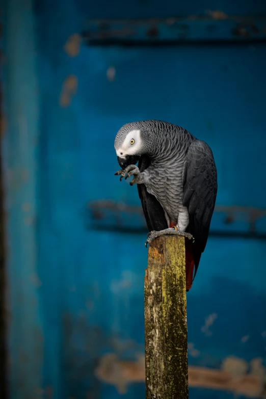 a close up of a bird on top of a piece of wood