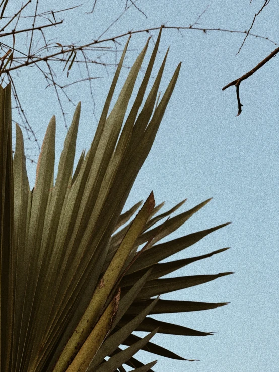 the top of the plant against a blue sky