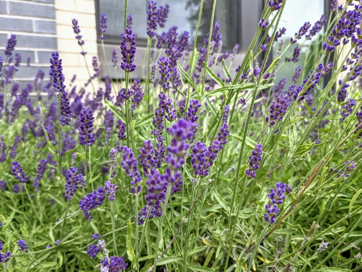 the beautiful purple plants outside a window are flowering