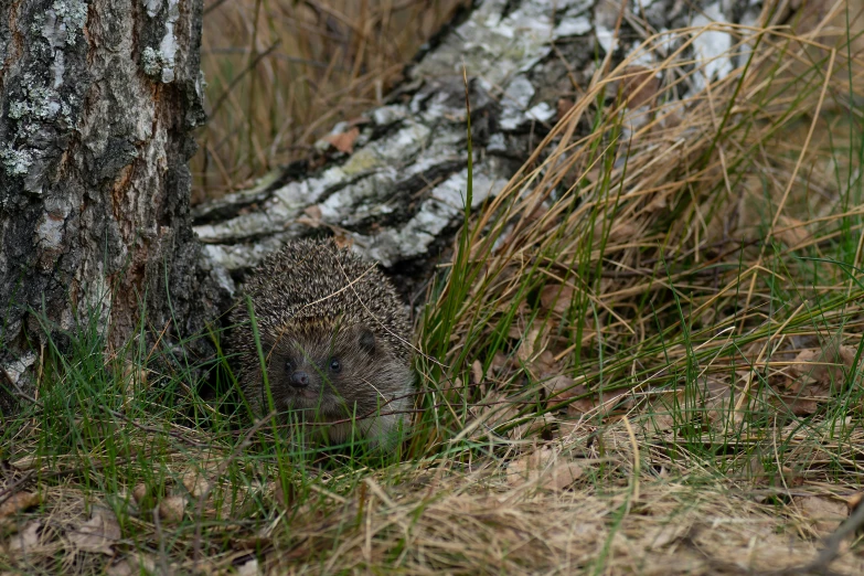 small animal hiding under a tree in the grass