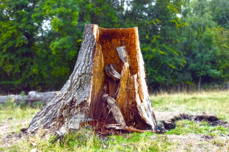 a tree stump that has been split in half