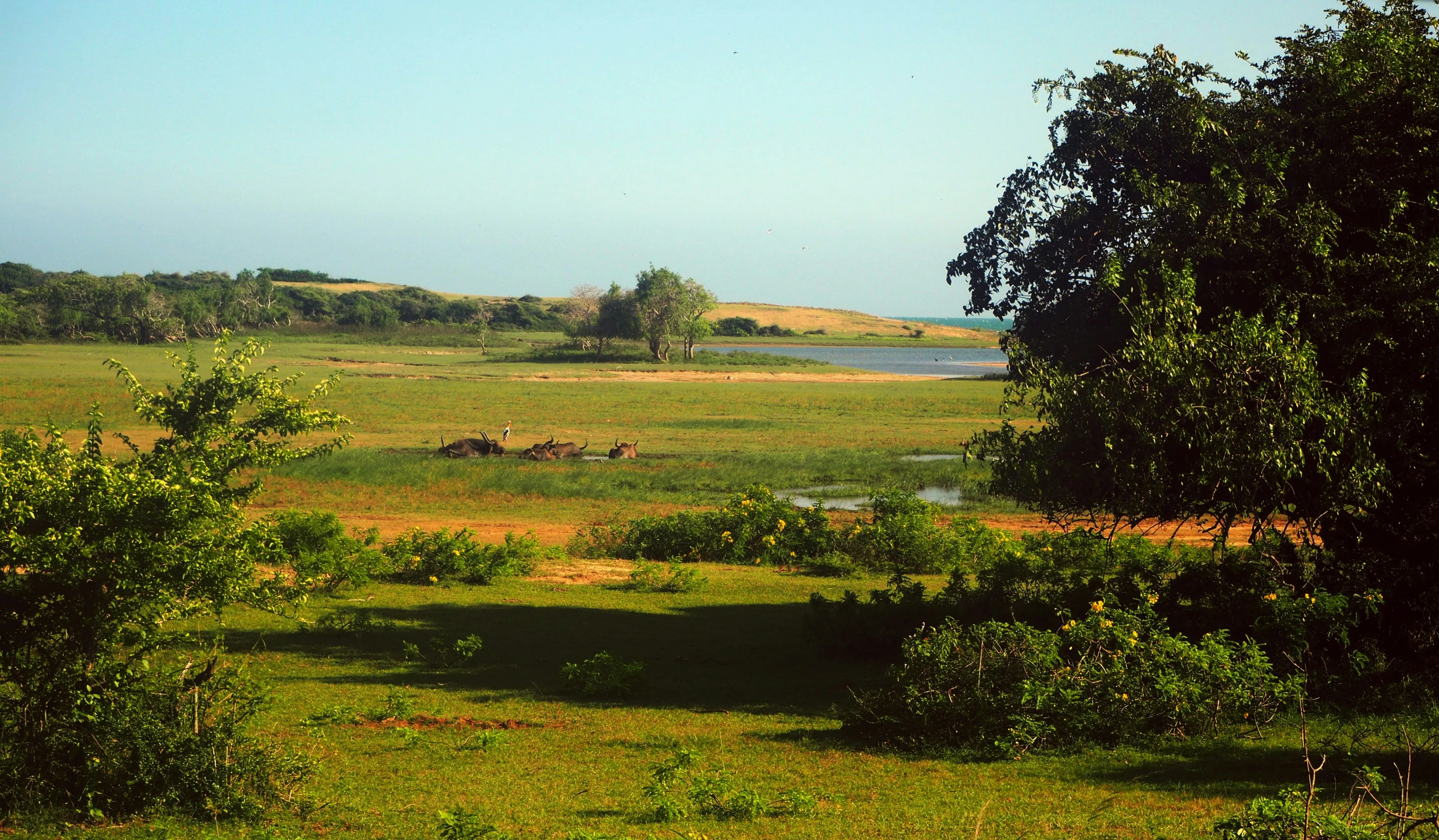 a group of elephants in an open green field