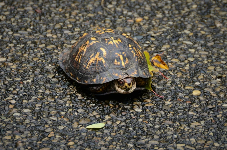 an orange and yellow tortoise standing on top of a rock