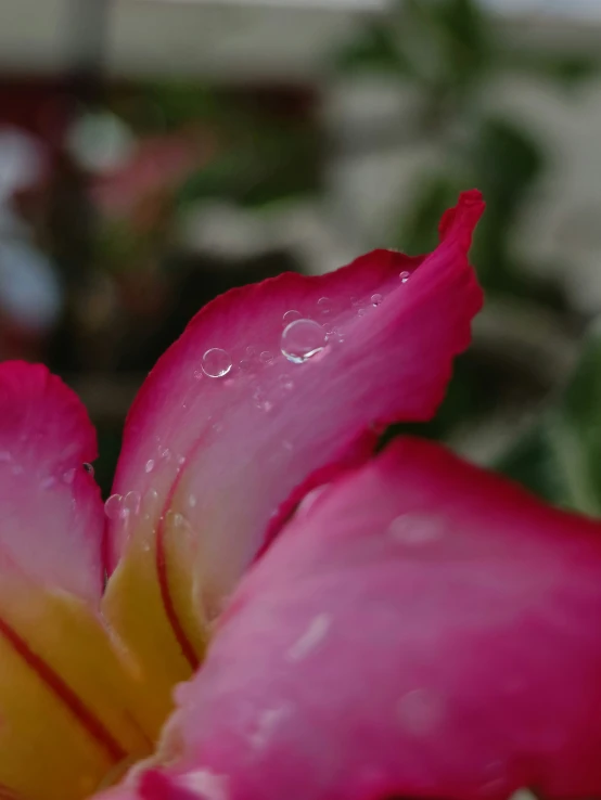 pink and yellow flower with water drops coming out of it