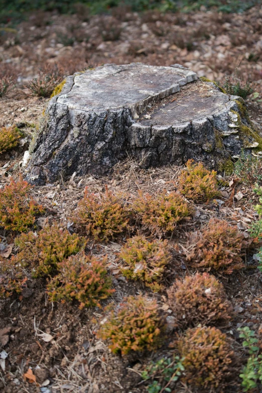 a rocky outcropping that is surrounded by grass and rocks