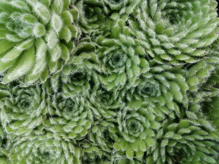 a closeup view of some very pretty green flowers