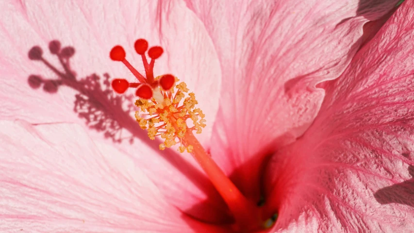 a pink flower with red stamen and stamen stamen