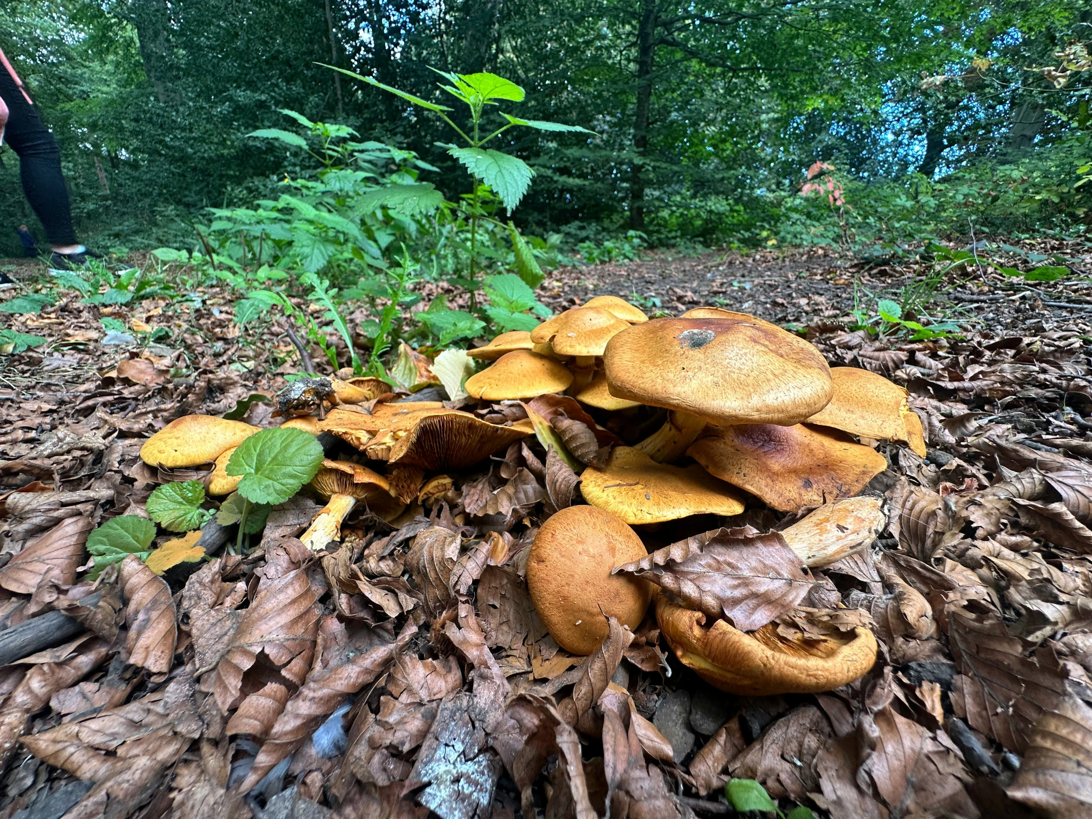 some very large yellow mushrooms on the ground