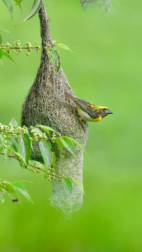 a bird nest hanging in a tree with the nches and nches visible