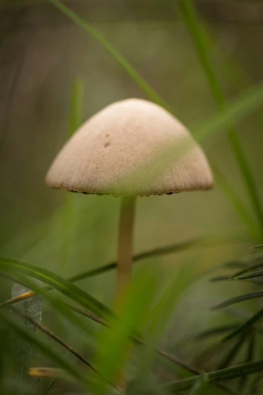 a small mushroom is sitting on top of some leaves
