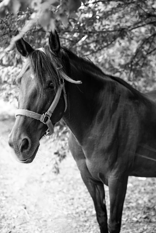 a brown horse stands under a tree while staring at soing