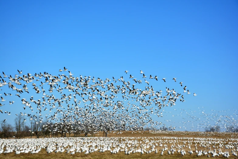 a large flock of birds flying above a field