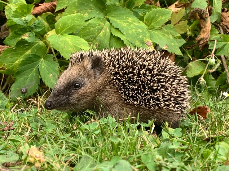 a hedgehog is walking through some grass near plants