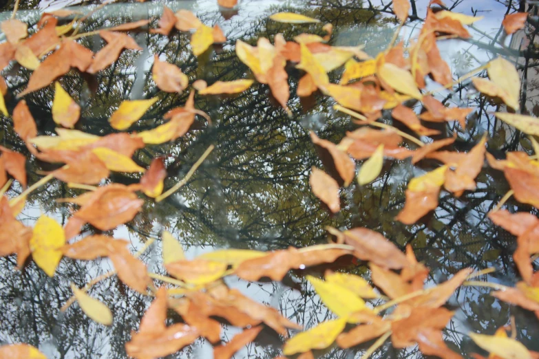 a group of leaf sitting on top of a dle of water