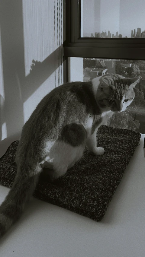 the cat is sitting on a small rug in front of the window