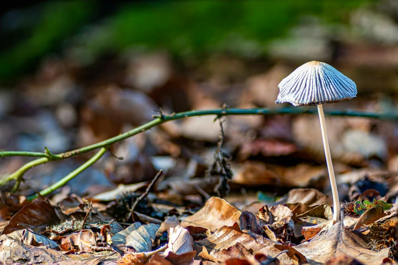 a blue mushroom is sitting on the ground in the woods