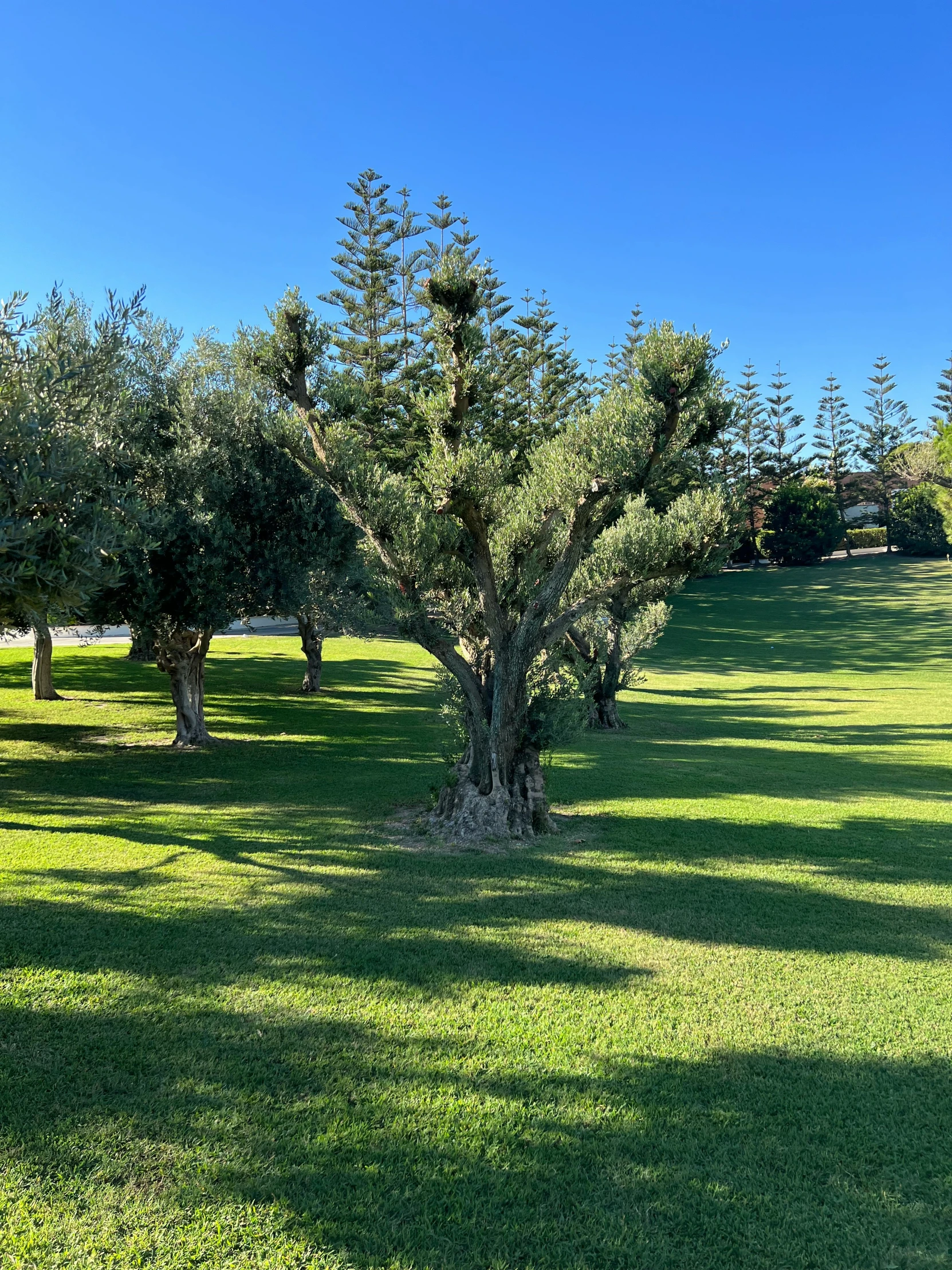 some trees in the middle of the grass