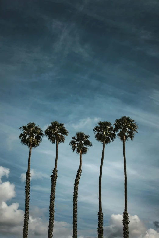 a bunch of palm trees sitting next to each other