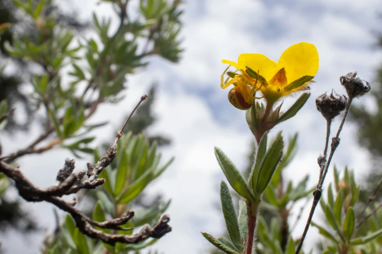 a close up of a very pretty yellow flower