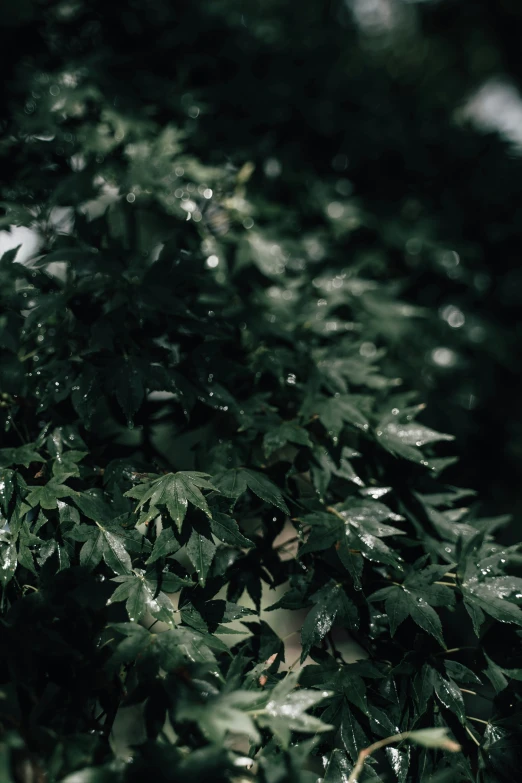 leaves in the sunlight against a black background