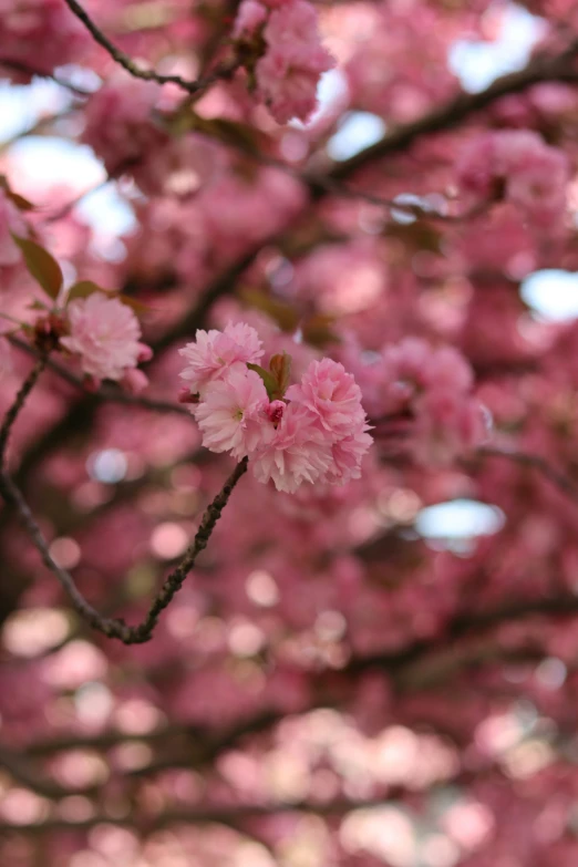 a tree that has pink flowers in the nches