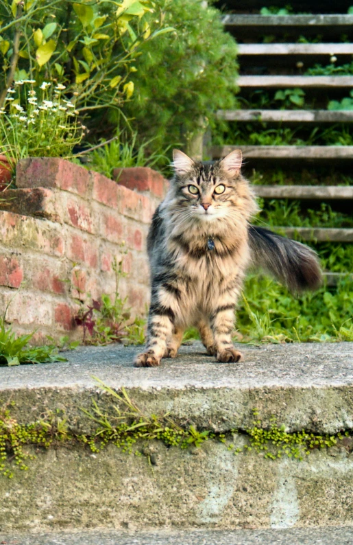 a cat standing on top of a concrete step