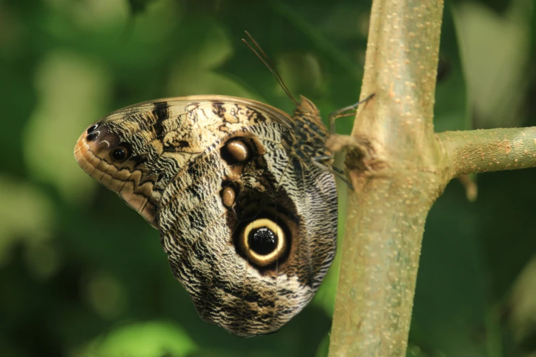 a small erfly resting on a tree nch