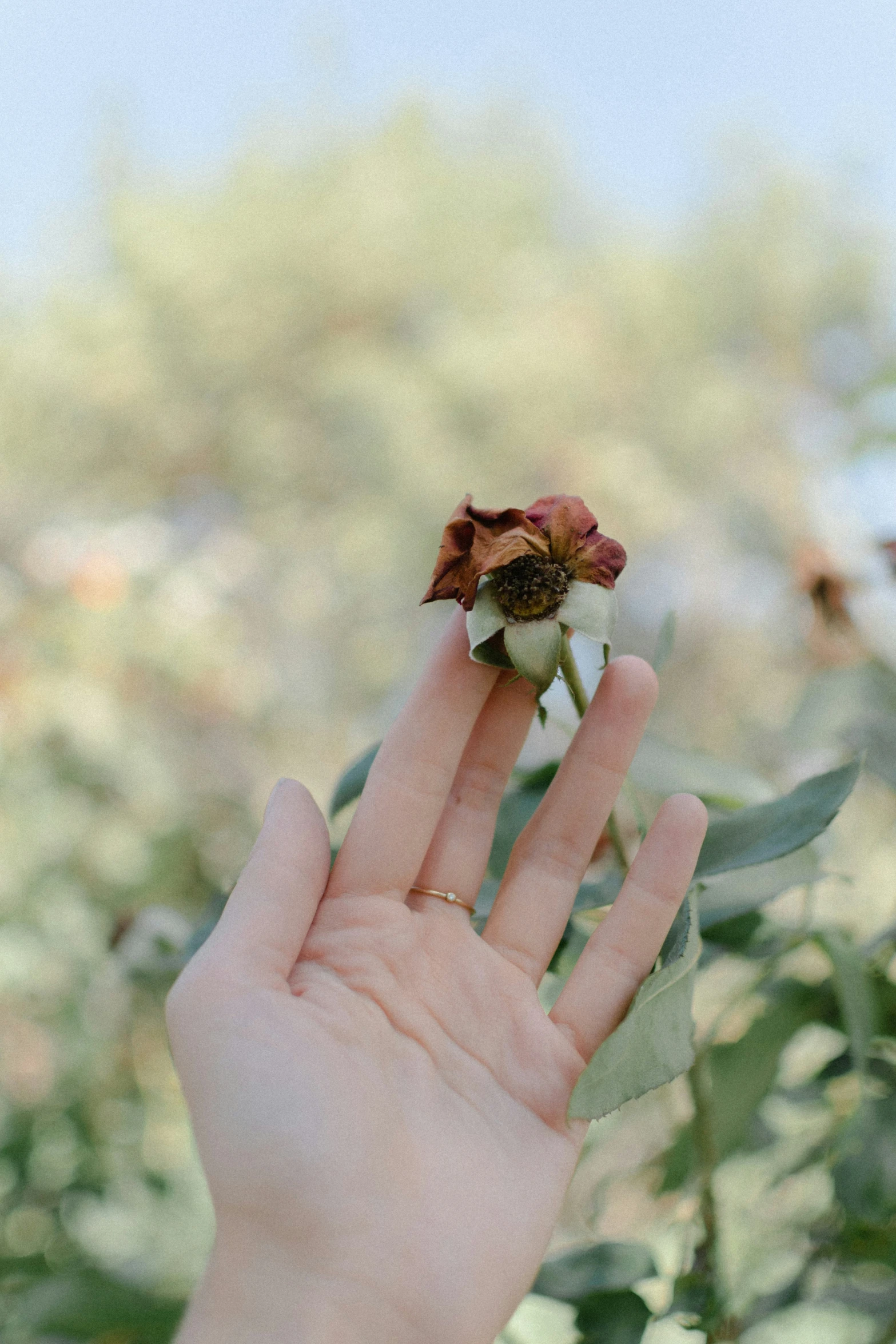 a hand reaching out to pick a flower