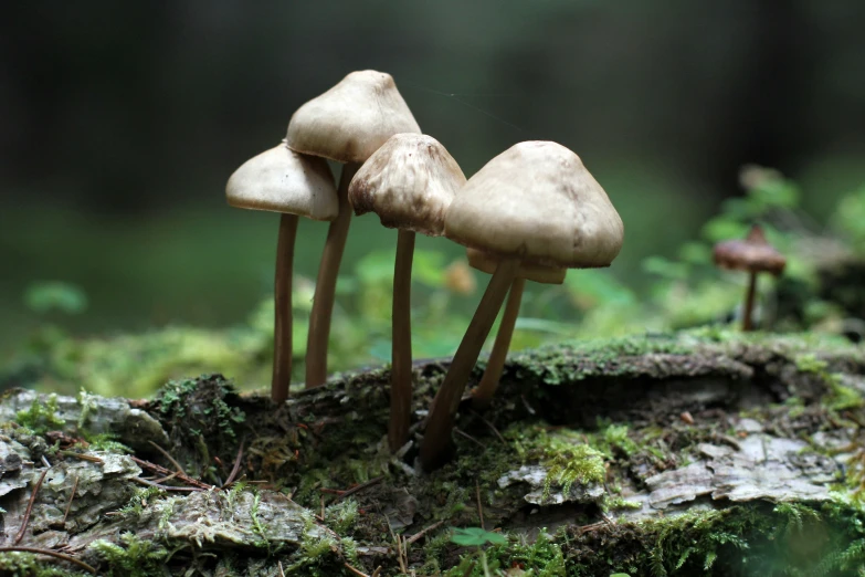 a group of mushrooms in the green moss