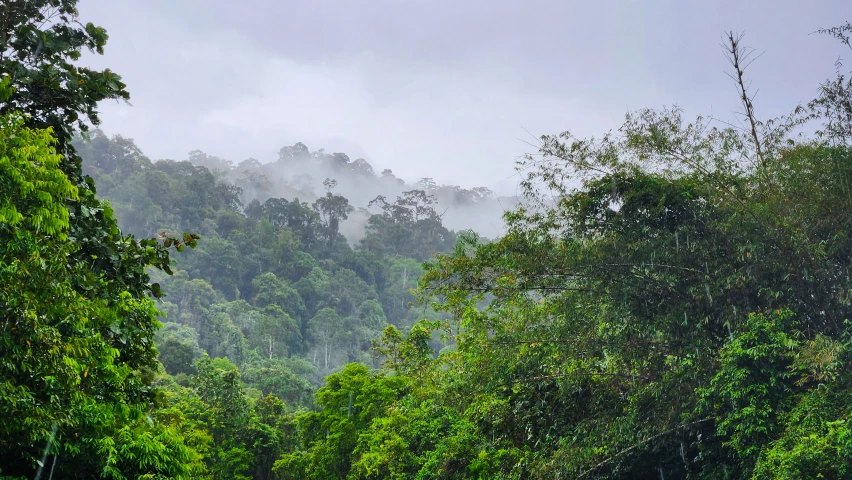 an overcast sky and trees in a forested area