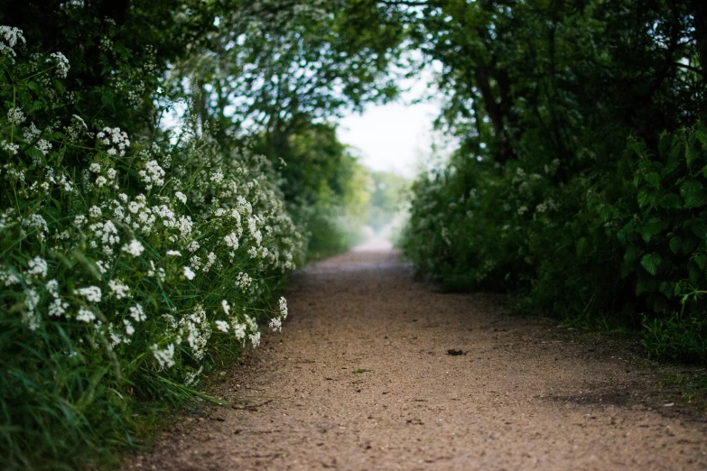 an open dirt path is shown through the bushes