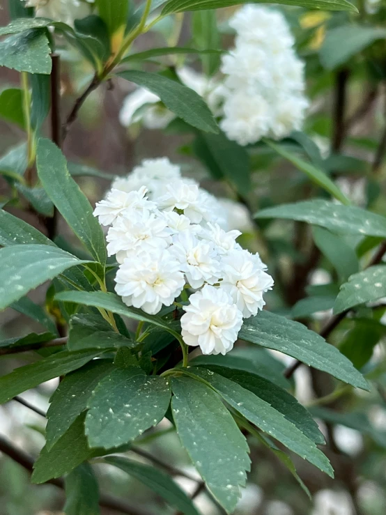 there is a plant that has white flowers on it