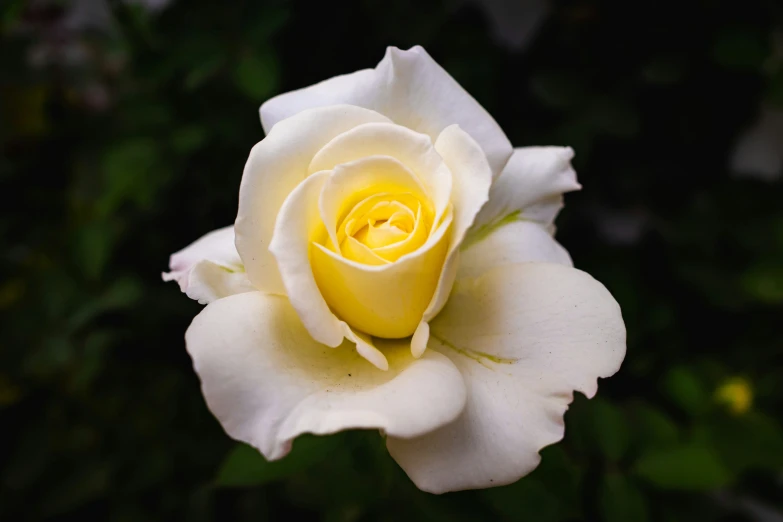 a close up of a white rose flower