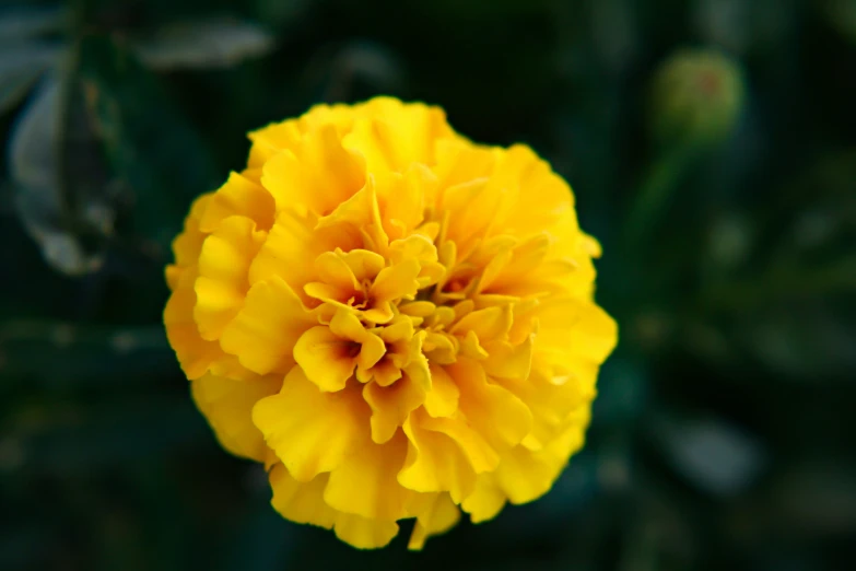 a yellow flower with a green background