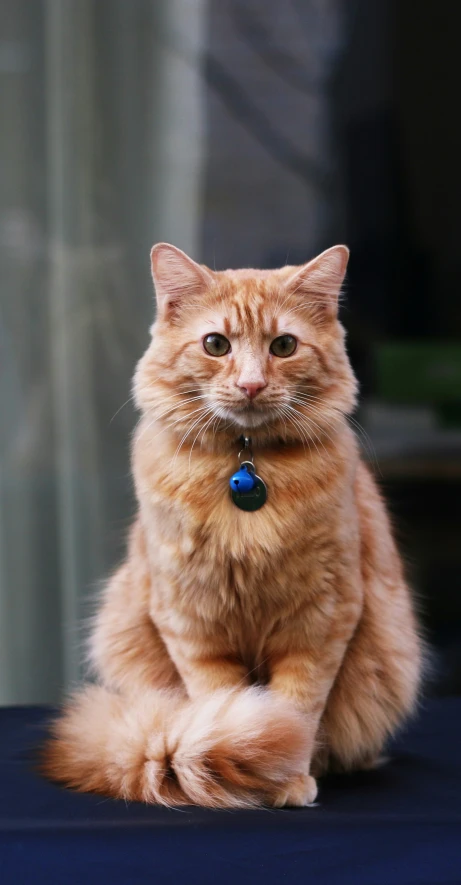 a cat sits on the floor, one paw off the ground and looking at the camera