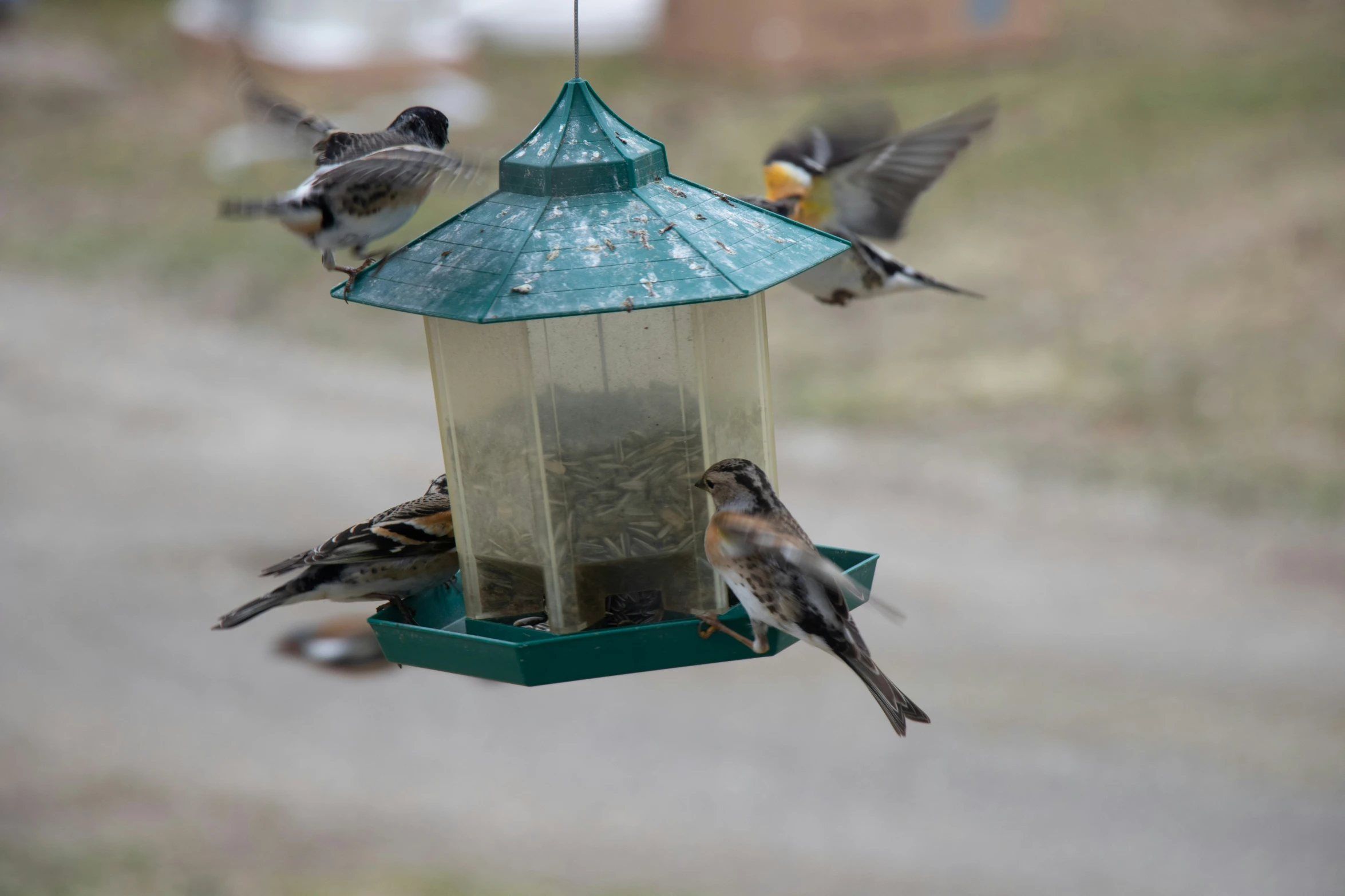 a group of small birds that are on a bird feeder