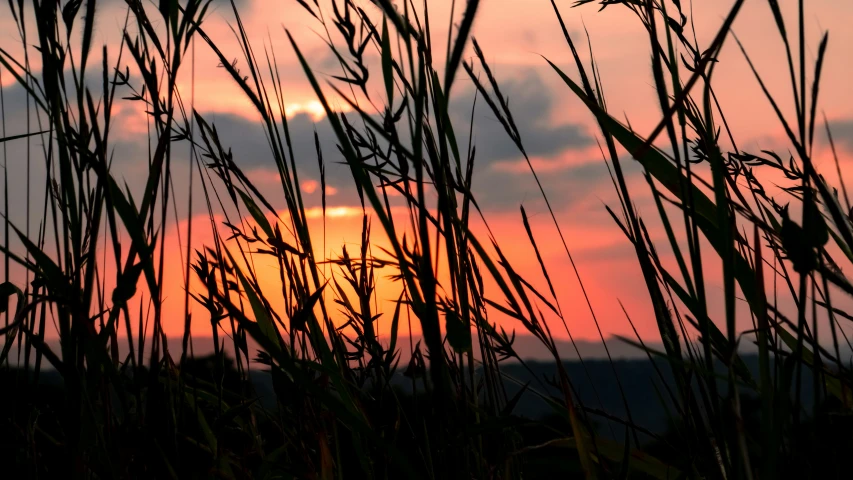 the sun set with tall grass in front of it