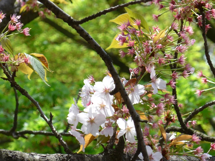 a close up of pink flowers on a tree nch