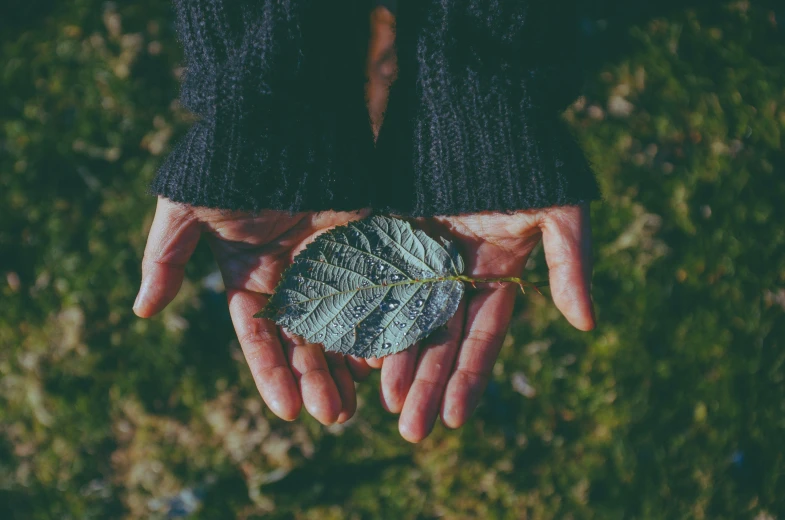 two hands hold up a large piece of leaf