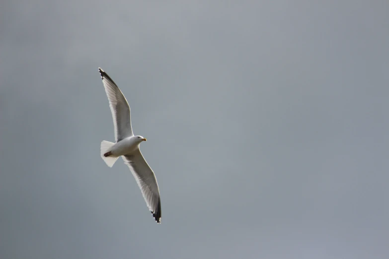 there is a bird that is flying in the sky