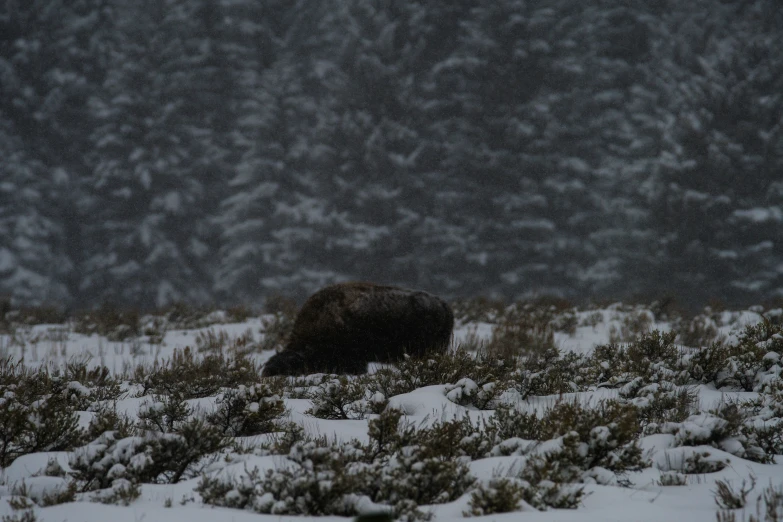 a large brown bear standing in the snow