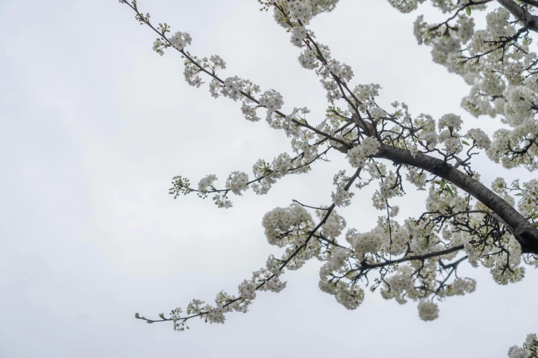 tree blossom in the sky with no leaves