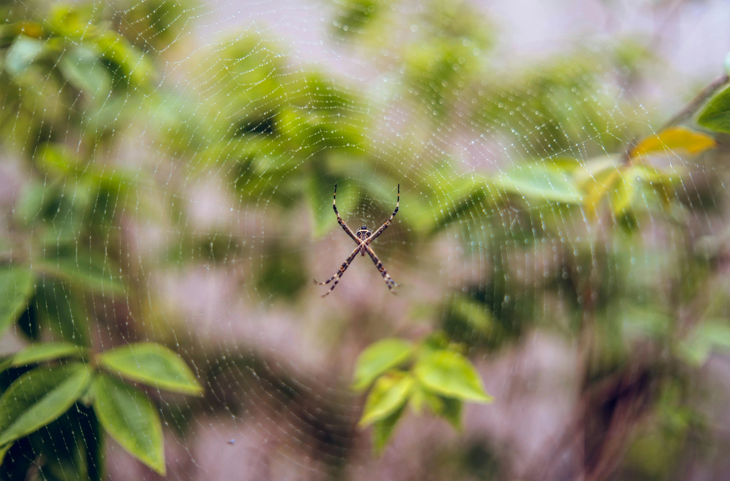 a spider web has it's eyes wide open