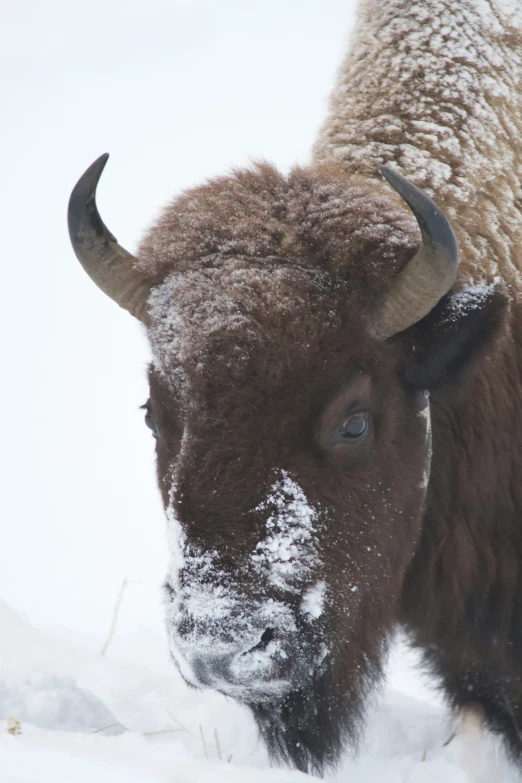 an adult bison standing in the snow covered ground