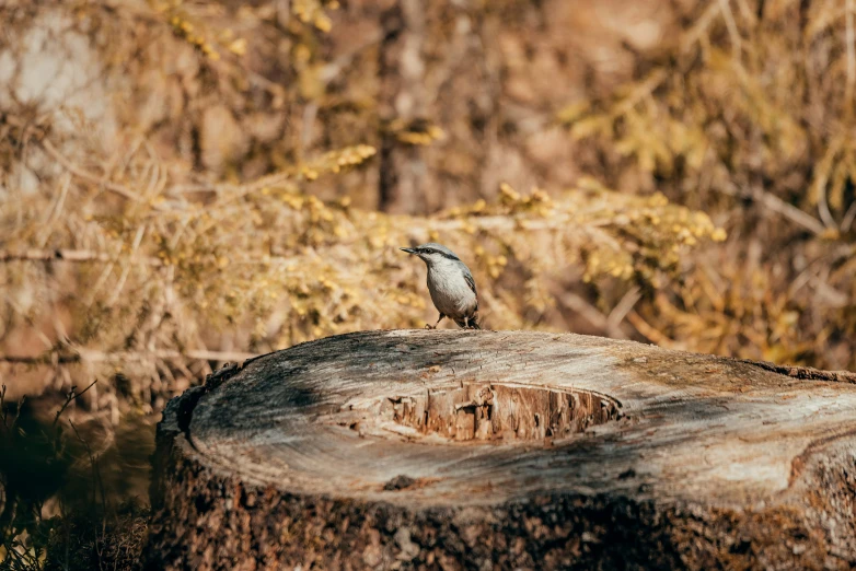 a bird sitting on top of a tree stump in the forest