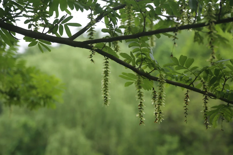 some very pretty plants growing by a big tree