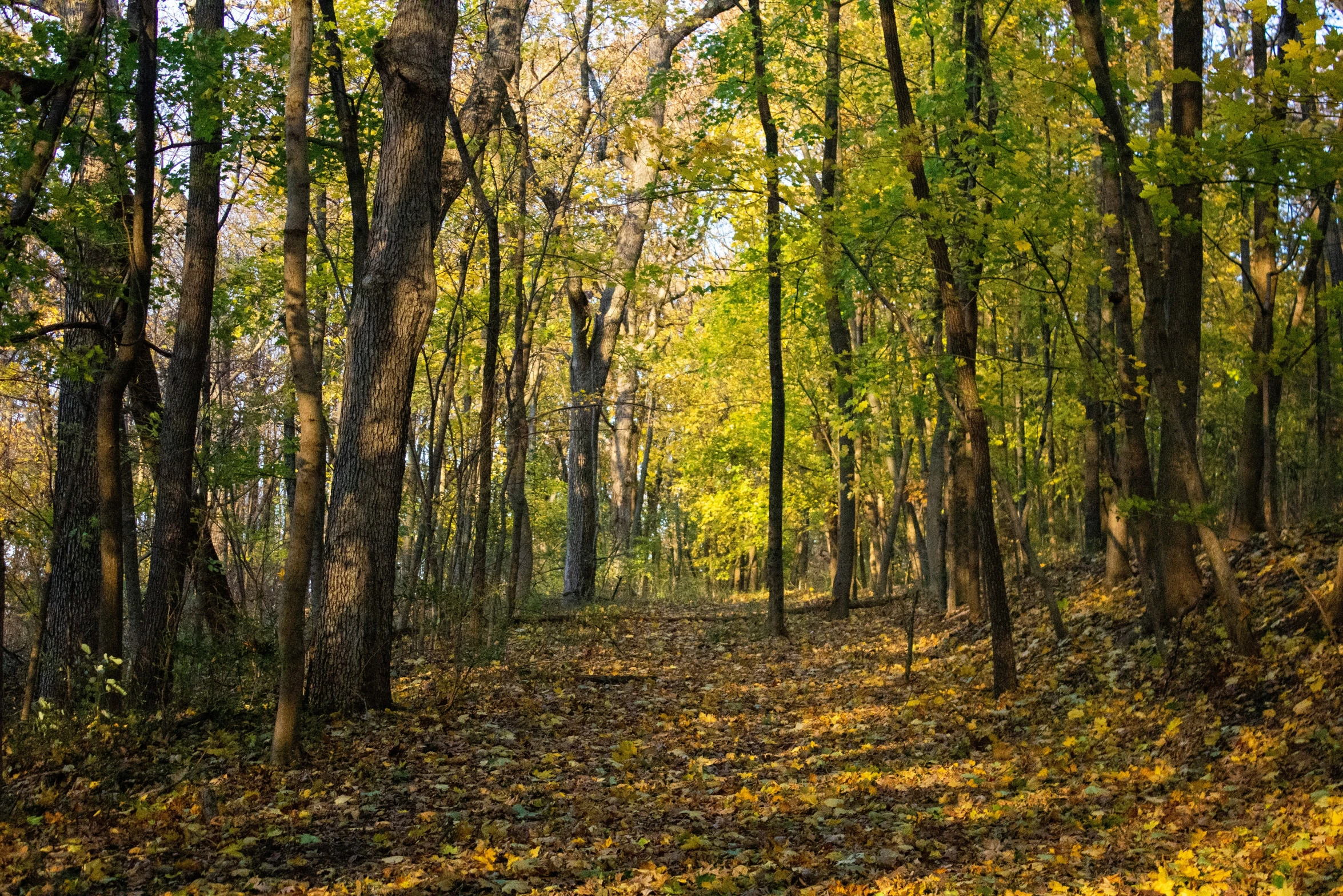 an empty road in a leaf filled forest